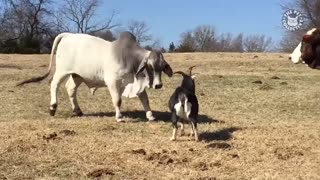 Trending: Funniest Pets Videos Of The Week