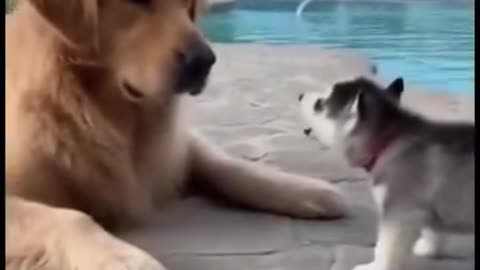 cat and dog