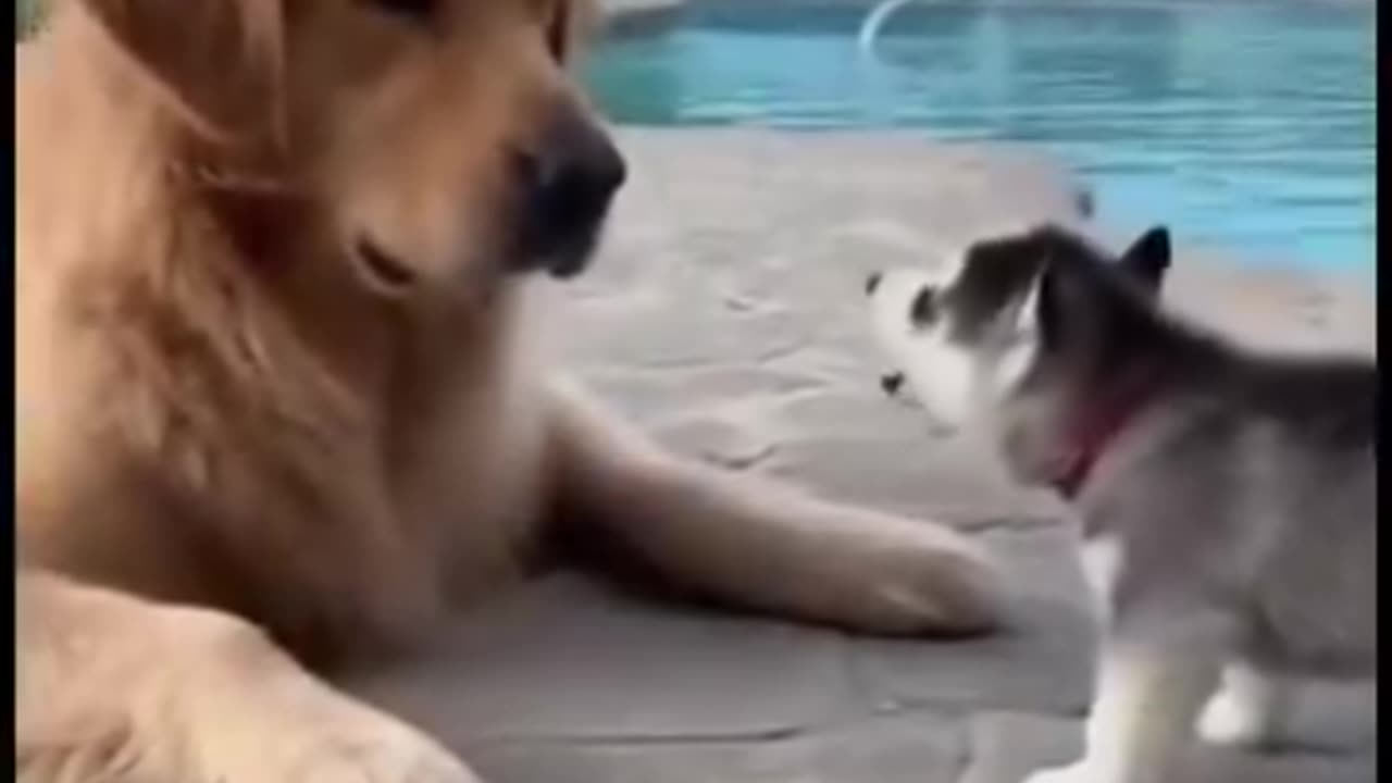 cat and dog