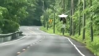 Bald eagle barely airlifting an opossum its own size