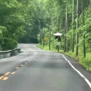 Bald eagle barely airlifting an opossum its own size