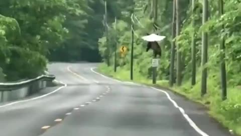 Bald eagle barely airlifting an opossum its own size