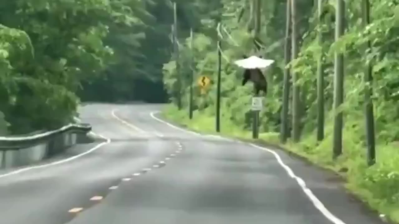 Bald eagle barely airlifting an opossum its own size