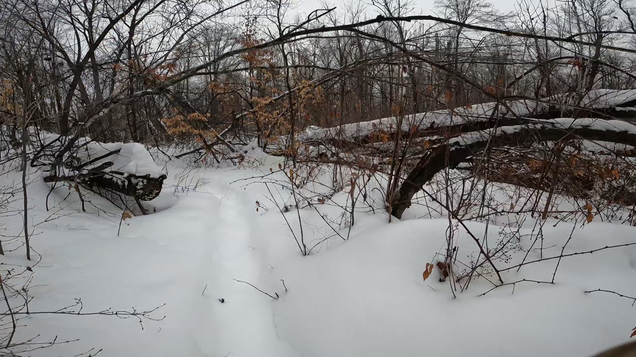 ❄️2025☃️Winter Season -32⛷️Hiking Trend Arlington Forest Part 1 In Ottawa 🍁 Canada 🪵