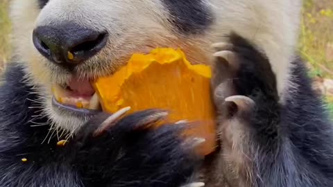 Panda eating pumpkin