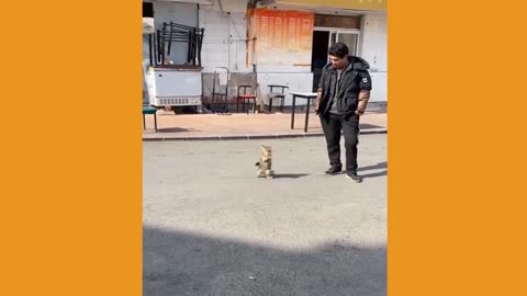 "This Kitten is Having the Time of Its Life – You Won’t Stop Laughing! 🐾