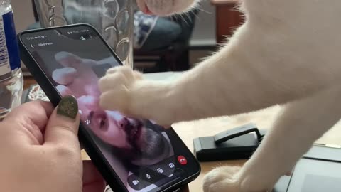 Cat Paws At Owner Stuck In Phone