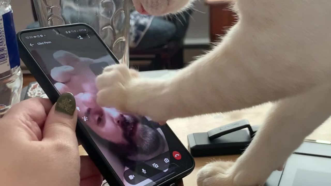 Cat Paws At Owner Stuck In Phone