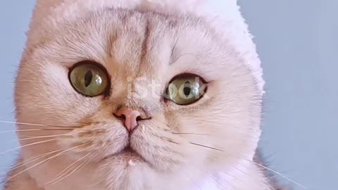 Did You Know Cats Have 32 Ear
