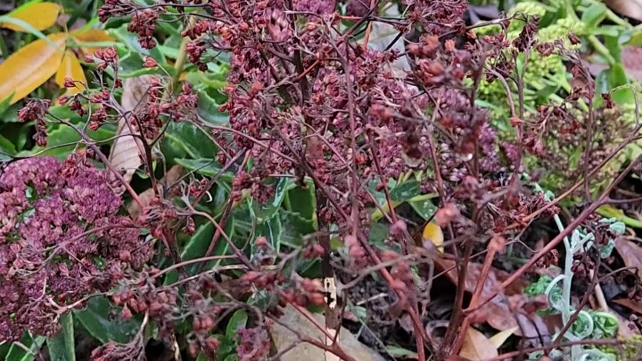 Sedum in the Autumn Rain