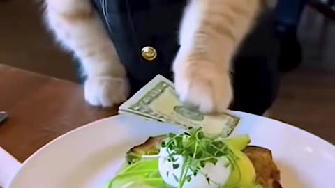 The Hardest Working Waiter! 🐱💸 "It's for you, Thank You!" #Shorts #usa #cat #funny