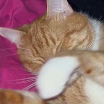 Ep. 746 "Little "g" Egyptian god" by Patrick Henry The Batman