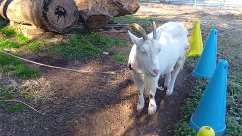 大晦日前の山羊さんの動画