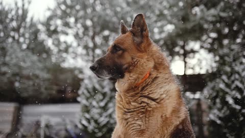 German Shepherd