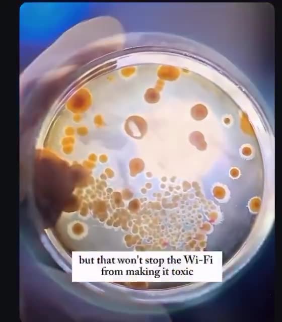 ⚠️EMF's are fueling today’s mold crisis❓