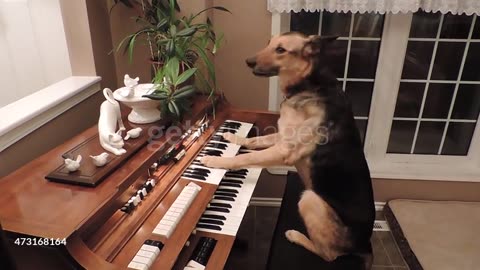 PIANO AND DOG