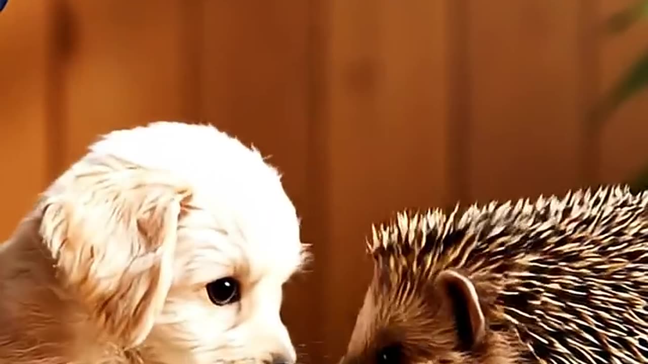 Bird Shares a Snack With a Puppy and a Hedgehog 🥬 AI