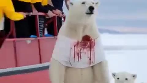 "Heartwarming Polar Bear & Cub Rescue – A Fight for Survival!"😭😭