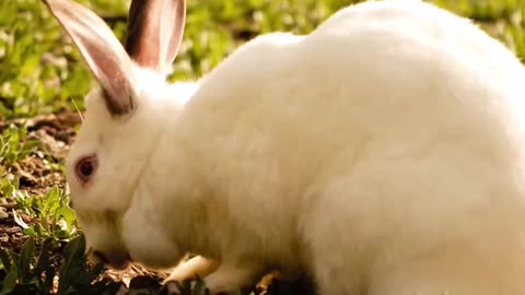 🐰 Adorable White Bunny Enjoying Nature’s Snack! 🌿 | So Cute and Peaceful