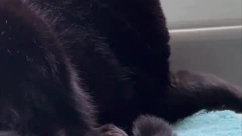 Cute Precious Piper Doesn't Like Her Spa Privacy Violated - My Adopted Shelter Cat Vlog #shorts