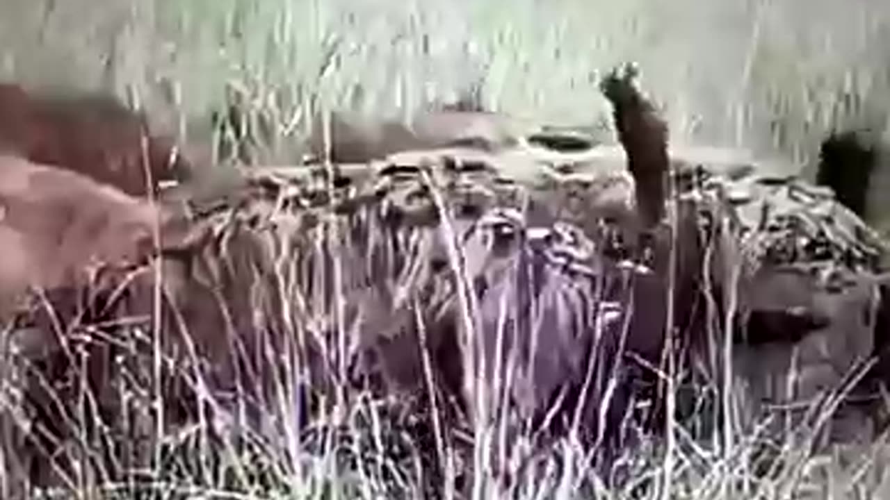 animals