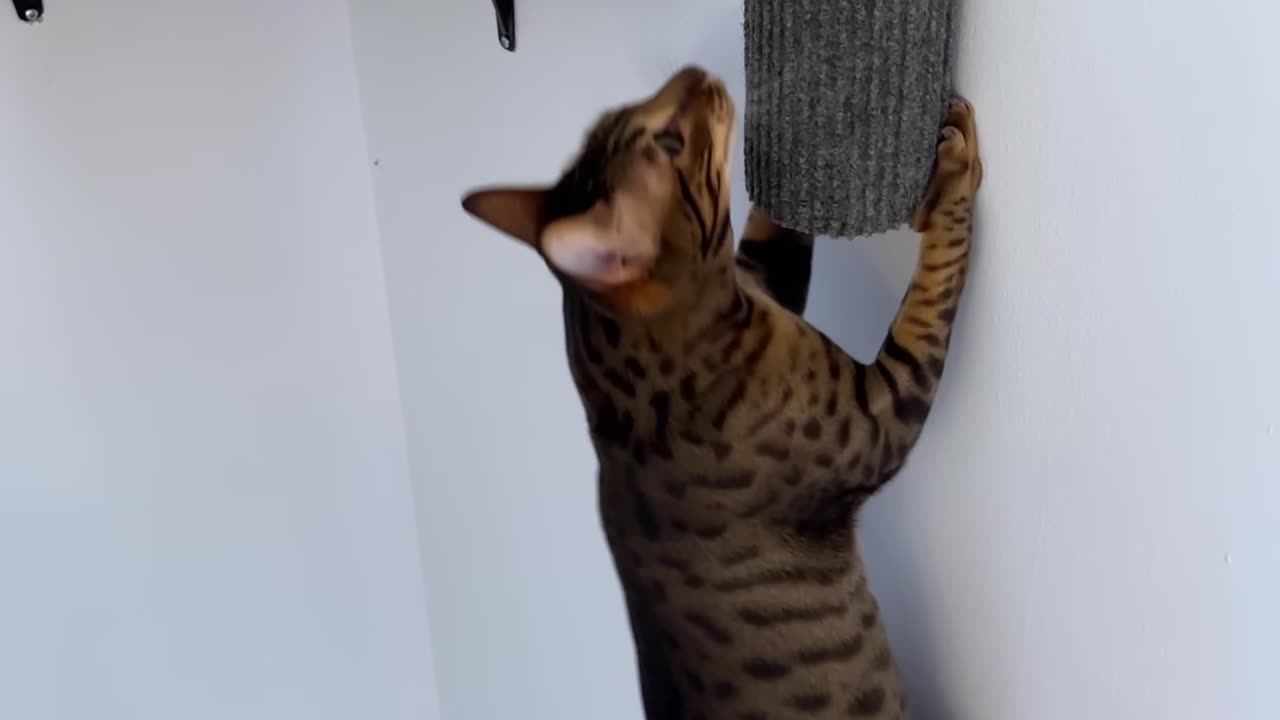 I Built A Cat Wall Playground 2025 rmk
