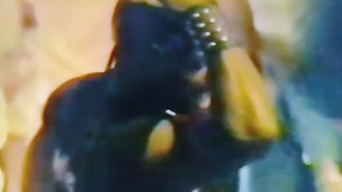 Soul Train Dancers Brass Connection Moving 1975