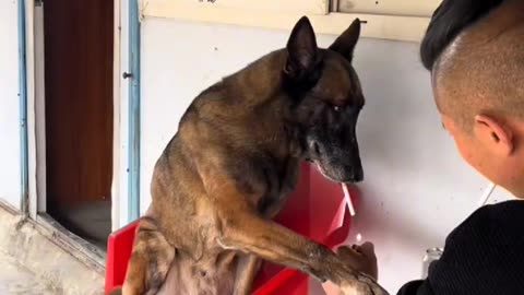 "A dog that smokes and drinks; still acting a bit humble.""Good Malinois"