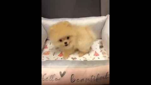 Cyut puppy fanny moments video