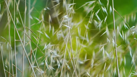 Lost in the Field: A Quiet Afternoon Amongst the Swaying Stalks