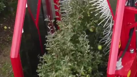 The fascinating process of apple harvesting