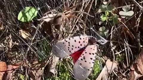 🤯✨ You Won't Believe What Lands in This Funnel Spider's Web! | FeedMyCuriosity
