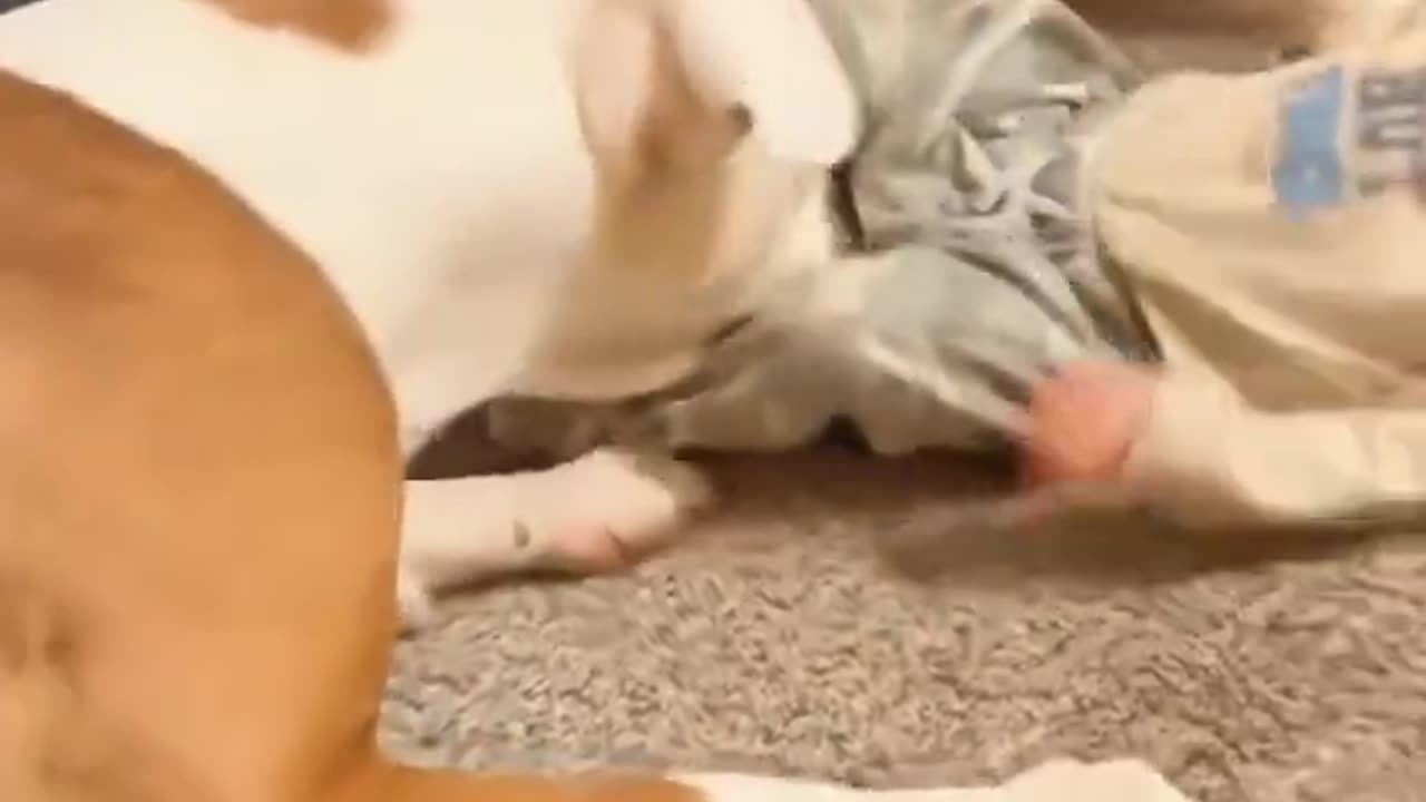 Woe Day 43. I am in the ark. Waiting for GOD to open the Door for a spring/summer Pentecost rapture