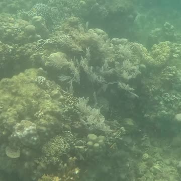 Dive into Serenity, A Morning Snorkeling Adventure