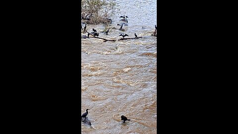 Piracicaba River