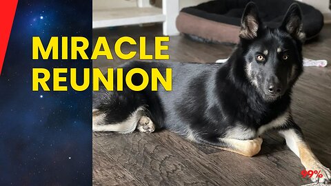 Miracle Reunion: Missing Dog Rings Doorbell at 2AM on Christmas Eve!