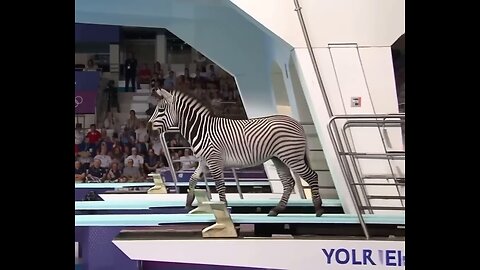 AI Video: AI animals at the diving championship
