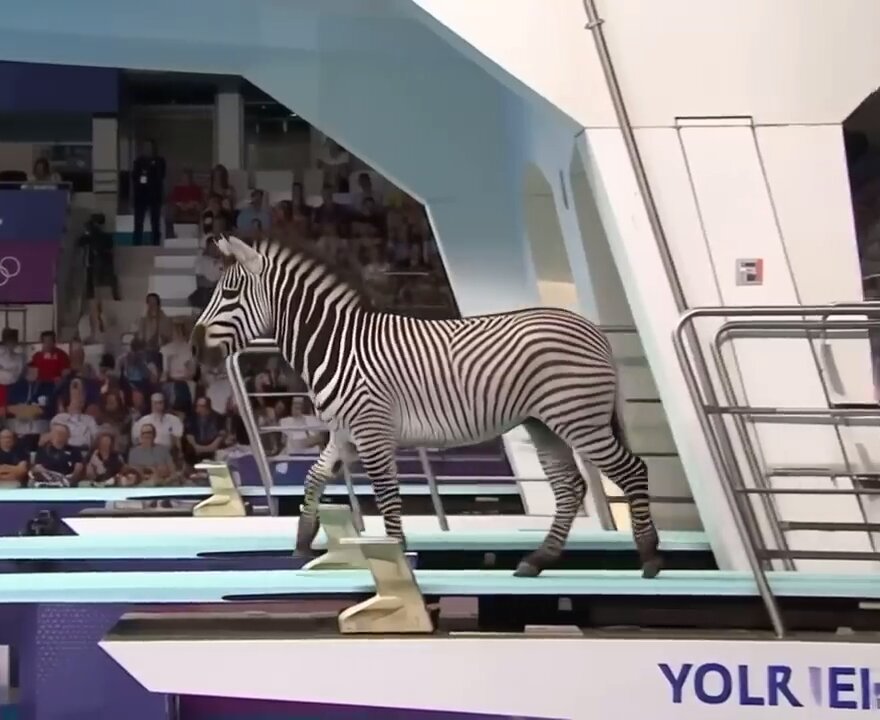 AI Video: AI animals at the diving championship