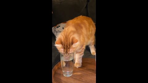 Does your cat borrow your water cups ?#mainecoon #cat #kot #gato