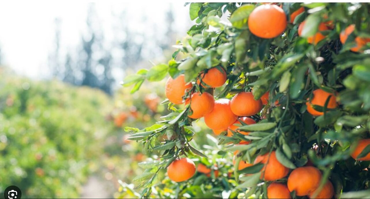 USDA to Purchase 30M in Fruit for Americans in Need