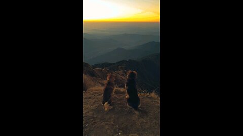 Dogs also love sunset😍