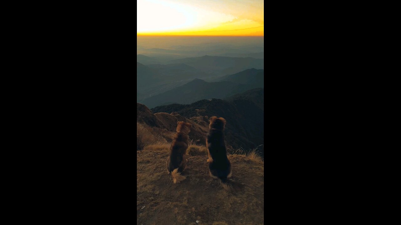 Dogs also love sunset😍