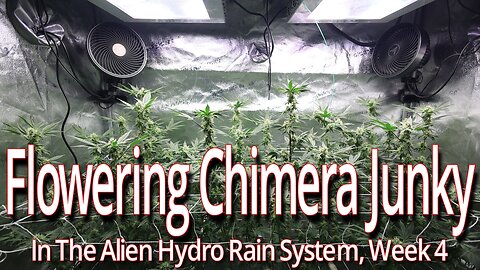 Flowering Chimera Junky In The Alien Hydro Rain System, Week 4