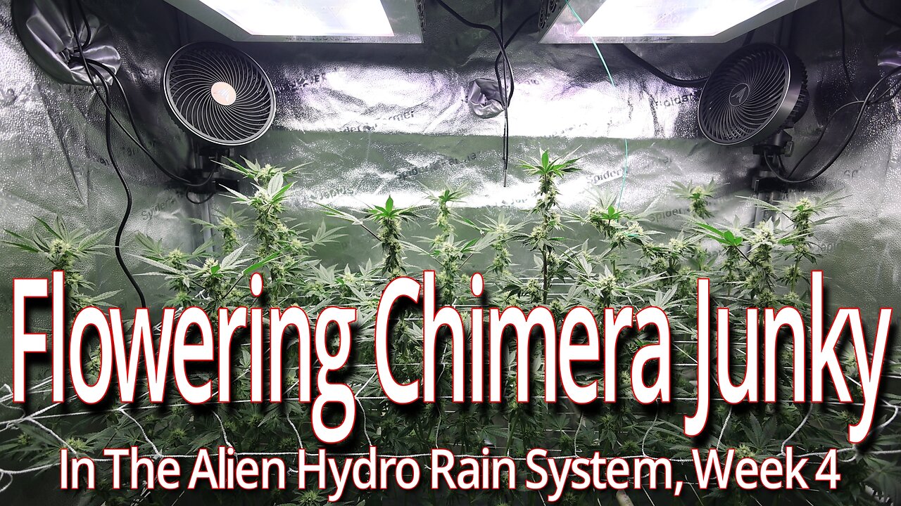 Flowering Chimera Junky In The Alien Hydro Rain System, Week 4