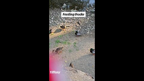 Feeding cute Ducks