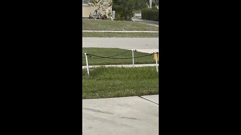 Burrowing Owl Mocked By Bird! | 4K