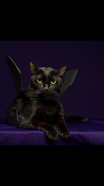 En España prohíben adoptar gatos negros por Halloween