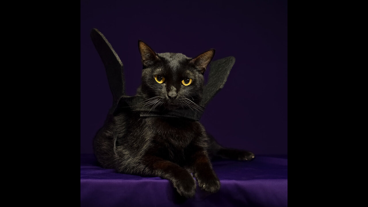 En España prohíben adoptar gatos negros por Halloween