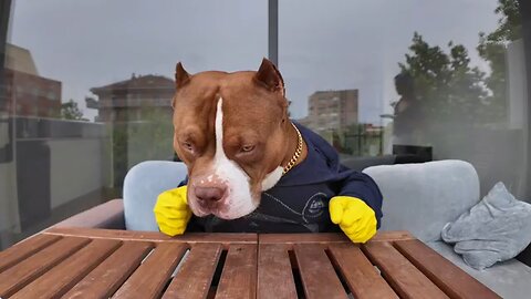 Dog tries OCTOPUS for the first time.