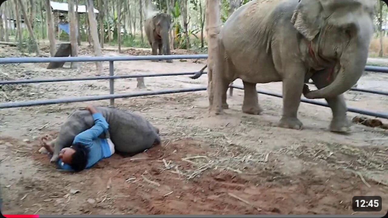 ใบบุญแกล้งพ่อ Ep 18_1_64Yoon teased the father (the baby elephant teased the mahout)